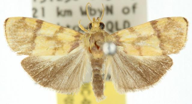 Imma platyxantha