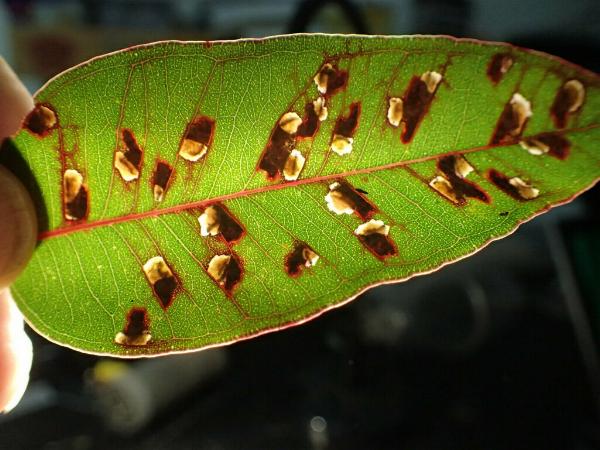 Perthida glyphopa