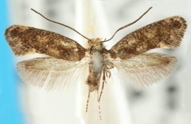 Perthida glyphopa