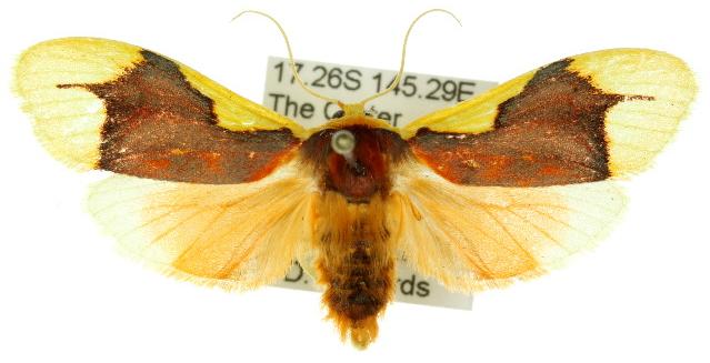 Lactura aglaodora