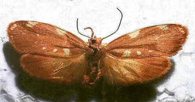 Lactura caminaea