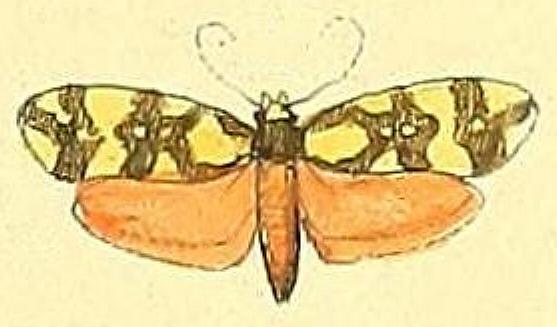 Lactura cristata