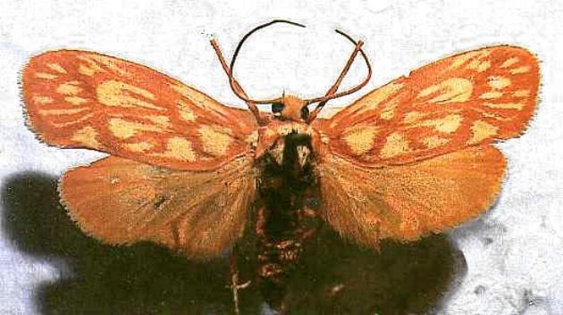 Lactura erythractis