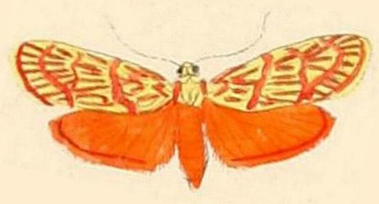 Lactura mactata