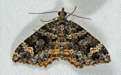 Chrysolarentia adornata
