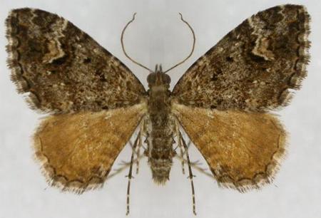 Chrysolarentia adornata