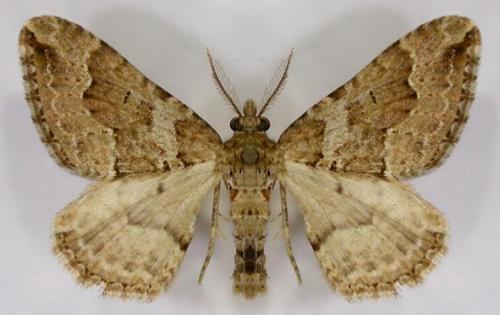 Epyaxa agelasta