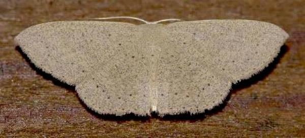 Poecilasthena anthodes