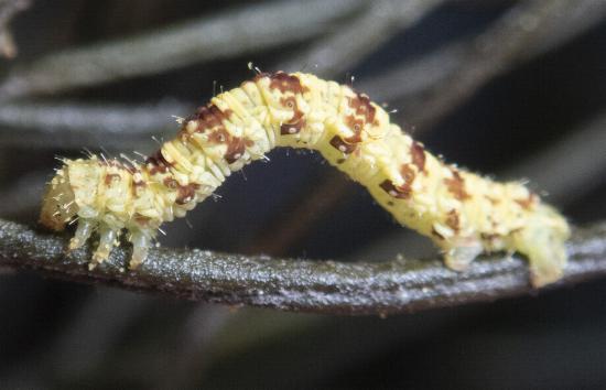 Chloroclystis approximata