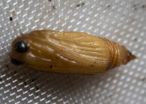 Chloroclystis approximata