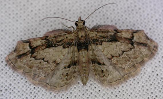 Chloroclystis approximata