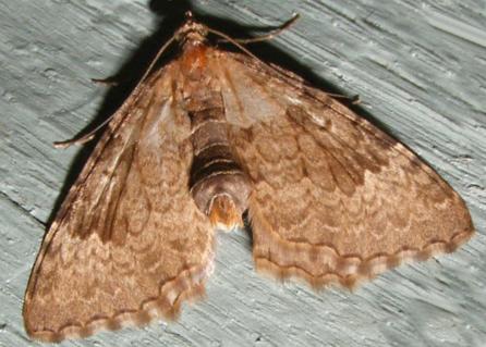 Chrysolarentia aprepta