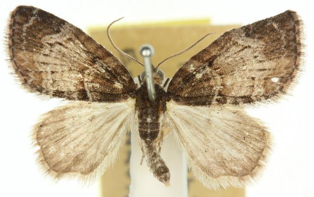 Microdes asystata