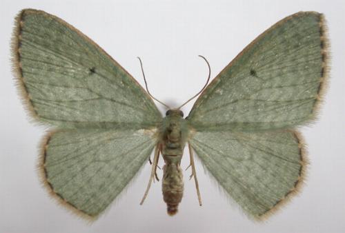 Poecilasthena balioloma