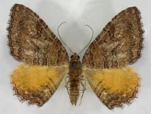 Chrysolarentia bichromata