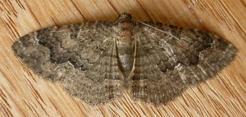 Visiana brujata