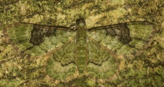 Gymnoscelis callichlora