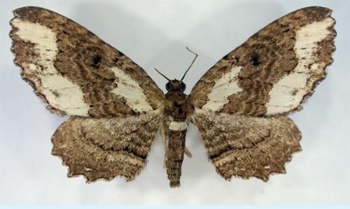 Eccymatoge callizona