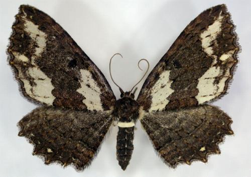 Eccymatoge callizona
