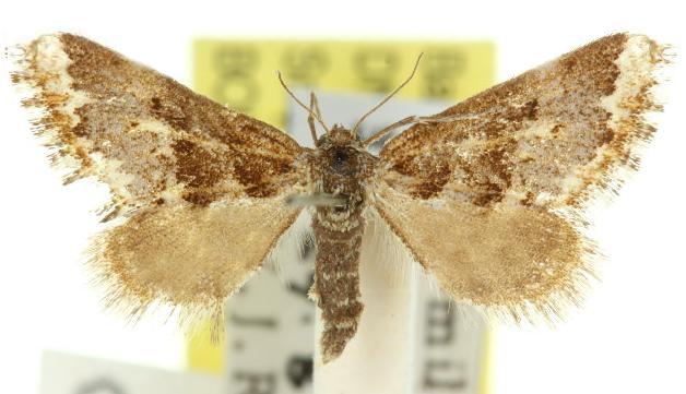 Anomocentris capnoxutha