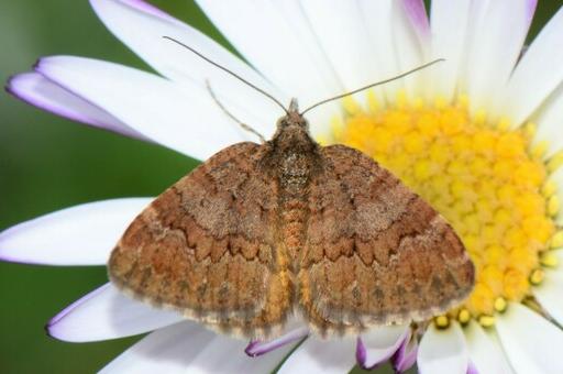 Chrysolarentia cataphaea