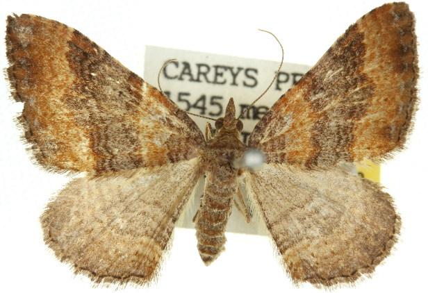 Epyaxa centroneura