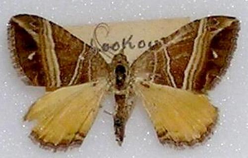 Chrysolarentia conifasciata