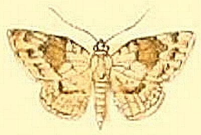 Calluga costalis