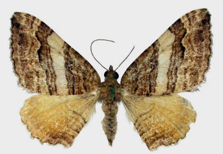 Chrysolarentia cydalima