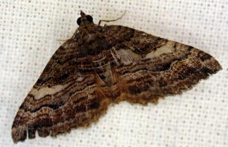 Chrysolarentia cydalima