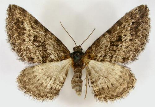 Aponotoreas dascia