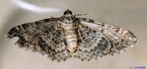 Aponotoreas dascia
