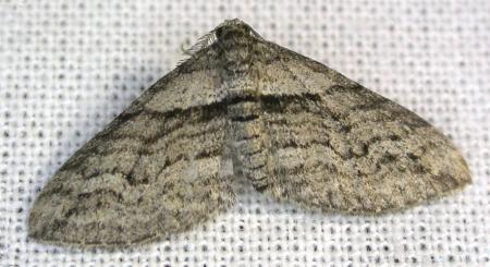 Hypycnopa delotis