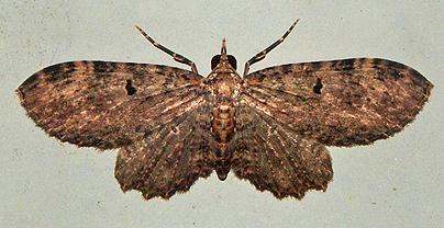 Chloroclystis elaeopa
