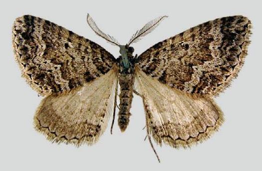 Xanthorhoe emmelopis
