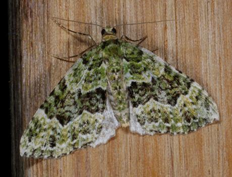Austrocidaria erasta
