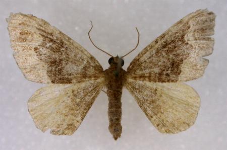Chrysolarentia euphileta