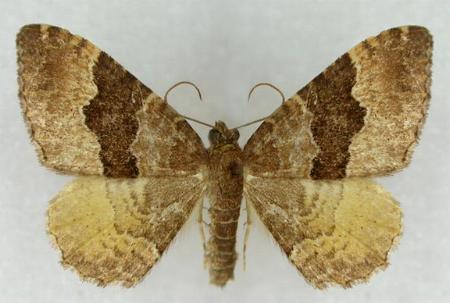 Chrysolarentia euphileta