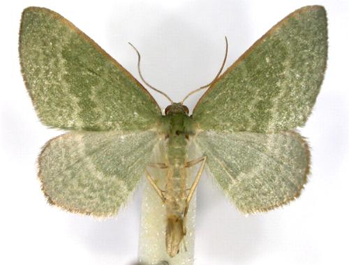 Poecilasthena euphylla