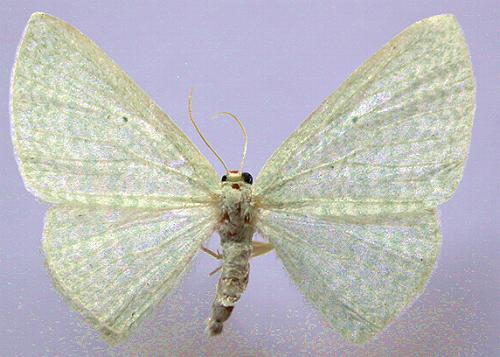 Poecilasthena fragilis