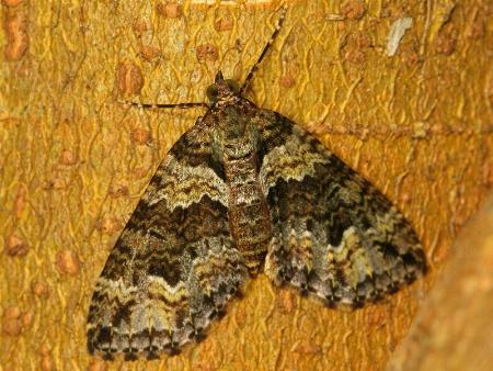 Crasilogia gressitti