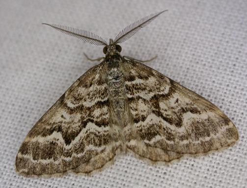 Chrysolarentia heliacaria
