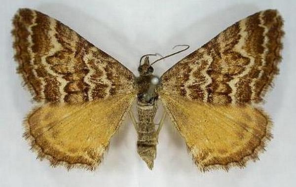 Chrysolarentia heliacaria