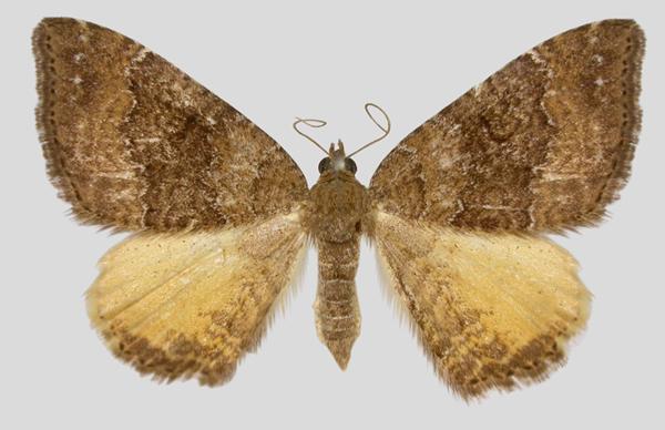 Chrysolarentia heteroleuca