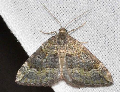 Epyaxa hyperythra