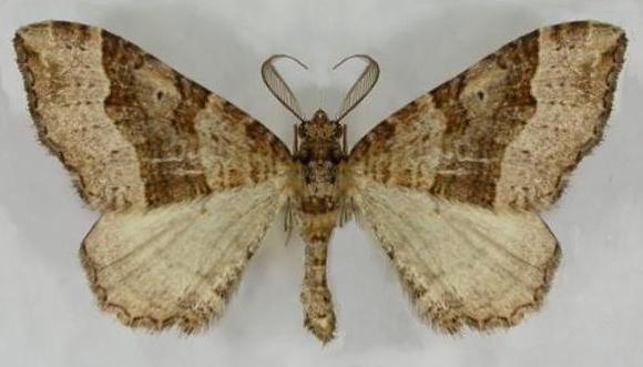 Epyaxa hyperythra