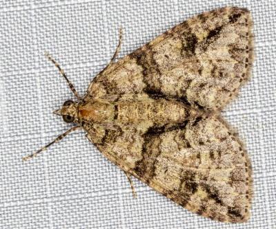 Polyclysta hypogrammata