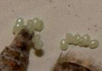 Chloroclystis insigillata