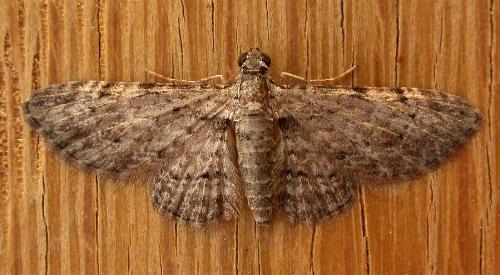 Chloroclystis insigillata