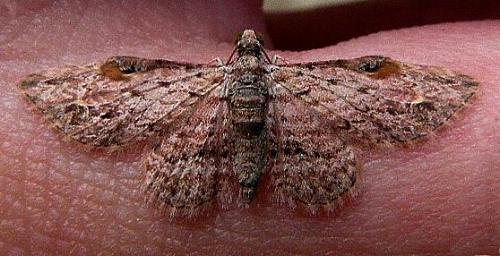 Chloroclystis insigillata